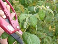 Когда и как обрезать малину – важные советы садоводам Как правильно обрезать кусты малины