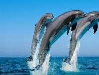 К чему снятся Дельфины в Море?