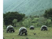 Галапагосские черепахи: какие они?