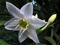 Eucharis: พืชที่แปลกตาในอพาร์ทเมนต์ธรรมดา Amazon Lily Care