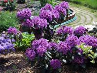 Rhododendronin kausiruokinta: kuinka lannoittaa koristepensaita keväällä ja syksyllä