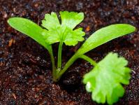Кинза – выращивание из семян от посева до сбора кориандра Когда сажать кинзу в открытый грунт семенами