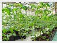 Liiketoimintaa kasvihuoneessa kasvatetuilla tomaateilla