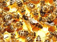 Болезни пчел и способы их лечения