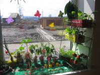 Идеи для оформления окна «Огород на окне Оформление огородов в детском саду на окне