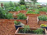 Sahanpuru maaperän lannoitukseen ja multaamiseen: menetelmät ja käyttöperiaatteet