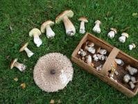 Когда и как правильно собирать грибы в лесу?