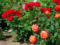 Золотые правила выращивания роз