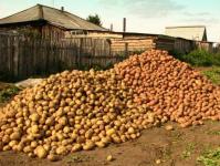 Диета за бременни: полезни ли са картофите?