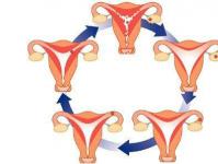 Менструальный цикл: общее понятие о его норме, регулярности, сбоях и нарушениях
