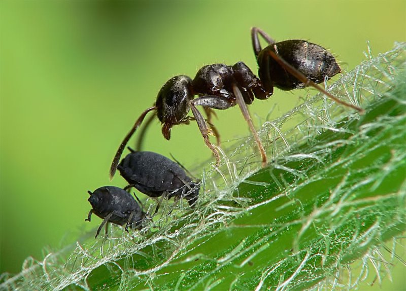 Садовые муравьи народные средства. Lasius Niger тля. Муравей огородный. Черный муравей. Тля и муравьи.
